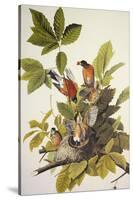 American Robin-John James Audubon-Stretched Canvas