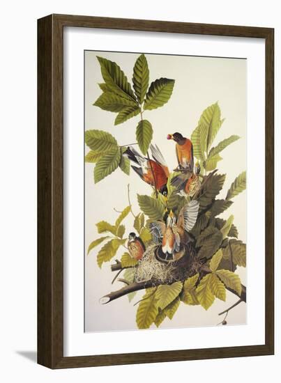 American Robin-John James Audubon-Framed Art Print