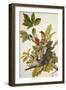 American Robin-John James Audubon-Framed Art Print