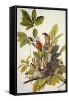 American Robin-John James Audubon-Framed Stretched Canvas