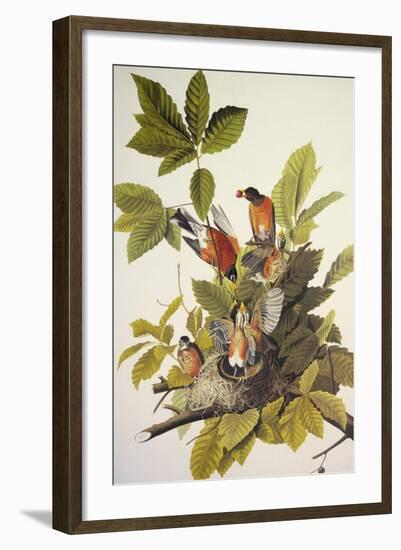 American Robin-John James Audubon-Framed Art Print