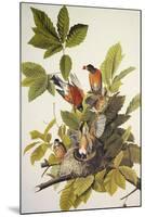 American Robin-John James Audubon-Mounted Art Print