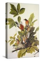 American Robin-John James Audubon-Stretched Canvas