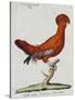 American Rooster, 1784-Juan Bautista Bru De Ramon-Stretched Canvas