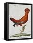 American Rooster, 1784-Juan Bautista Bru De Ramon-Framed Stretched Canvas