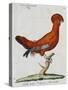 American Rooster, 1784-Juan Bautista Bru De Ramon-Stretched Canvas