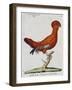 American Rooster, 1784-Juan Bautista Bru De Ramon-Framed Giclee Print