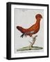 American Rooster, 1784-Juan Bautista Bru De Ramon-Framed Giclee Print