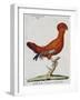 American Rooster, 1784-Juan Bautista Bru De Ramon-Framed Giclee Print