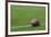 American Rugby Ball on the Grass-Olexandr-Framed Photographic Print