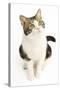 American Shorthair Cat White and Brown Tabby-null-Stretched Canvas