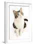 American Shorthair Cat White and Brown Tabby-null-Framed Photographic Print