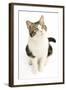 American Shorthair Cat White and Brown Tabby-null-Framed Photographic Print