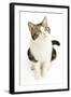 American Shorthair Cat White and Brown Tabby-null-Framed Photographic Print
