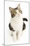 American Shorthair Cat White and Brown Tabby-null-Mounted Photographic Print