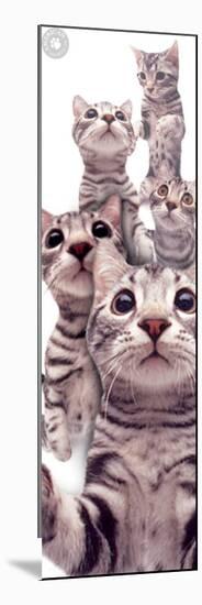 American Shorthair-null-Mounted Poster