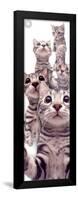 American Shorthair-null-Framed Poster