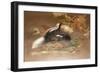 American Skunk-Joseph Wolf-Framed Giclee Print