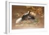 American Skunk-Joseph Wolf-Framed Giclee Print