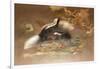 American Skunk-Joseph Wolf-Framed Giclee Print