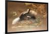 American Skunk-Joseph Wolf-Framed Giclee Print