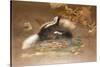 American Skunk-Joseph Wolf-Stretched Canvas