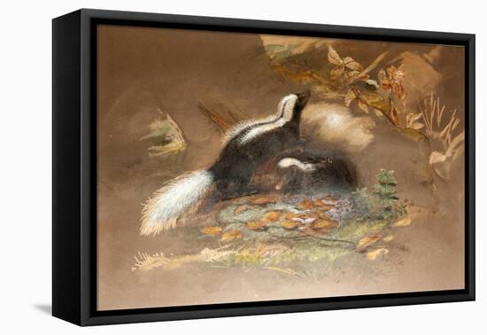 American Skunk-Joseph Wolf-Framed Stretched Canvas