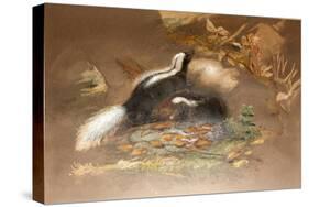 American Skunk-Joseph Wolf-Stretched Canvas