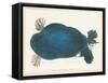 American Softshell Turtle or Trionyx, Formerly Called Blue Turtle, 1881 (Graphite and Watercolour)-Aloys Zotl-Framed Stretched Canvas