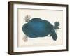 American Softshell Turtle or Trionyx, Formerly Called Blue Turtle, 1881 (Graphite and Watercolour)-Aloys Zotl-Framed Giclee Print