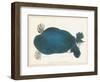 American Softshell Turtle or Trionyx, Formerly Called Blue Turtle, 1881 (Graphite and Watercolour)-Aloys Zotl-Framed Giclee Print