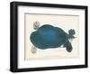 American Softshell Turtle or Trionyx, Formerly Called Blue Turtle, 1881 (Graphite and Watercolour)-Aloys Zotl-Framed Giclee Print