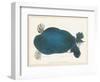 American Softshell Turtle or Trionyx, Formerly Called Blue Turtle, 1881 (Graphite and Watercolour)-Aloys Zotl-Framed Giclee Print