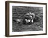 American Soldier and English Girlfriend Blissfully Embracing on Lawn in Hyde Park-Ralph Morse-Framed Photographic Print