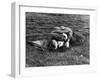 American Soldier and English Girlfriend Blissfully Embracing on Lawn in Hyde Park-Ralph Morse-Framed Photographic Print