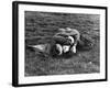 American Soldier and English Girlfriend Blissfully Embracing on Lawn in Hyde Park-Ralph Morse-Framed Photographic Print