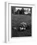 American Soldier Kissing English Girlfriend on Lawn in Hyde Park, Favorite Haunts of US Troops-Ralph Morse-Framed Photographic Print