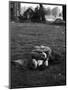 American Soldier Kissing English Girlfriend on Lawn in Hyde Park, Favorite Haunts of US Troops-Ralph Morse-Mounted Photographic Print