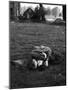 American Soldier Kissing English Girlfriend on Lawn in Hyde Park, Favorite Haunts of US Troops-Ralph Morse-Mounted Photographic Print