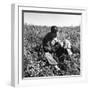 American Soldier, Red Bull Regiment, Italy, Easter Sunday, 1945-Toni Frissell-Framed Photo