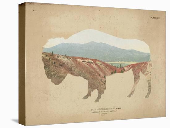 American Southwest Buffalo Distressed-Wild Apple Portfolio-Stretched Canvas