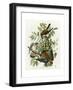 American Sparrow Hawk-null-Framed Giclee Print