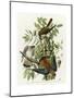 American Sparrow Hawk-null-Mounted Giclee Print