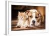 American Staffordshire Terrier Dog with Little Kitten-Grigorita Ko-Framed Photographic Print
