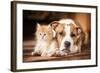 American Staffordshire Terrier Dog with Little Kitten-Grigorita Ko-Framed Photographic Print