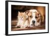 American Staffordshire Terrier Dog with Little Kitten-Grigorita Ko-Framed Photographic Print