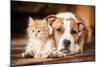 American Staffordshire Terrier Dog with Little Kitten-Grigorita Ko-Mounted Photographic Print