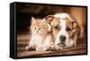 American Staffordshire Terrier Dog with Little Kitten-Grigorita Ko-Framed Stretched Canvas