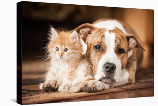 American Staffordshire Terrier Dog with Little Kitten-Grigorita Ko-Stretched Canvas