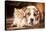 American Staffordshire Terrier Dog with Little Kitten-Grigorita Ko-Stretched Canvas